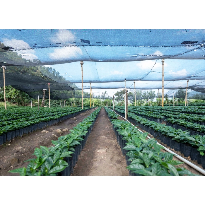 PIXEL Guatemala La Maravilla Mescal Bajo Washed waga 250