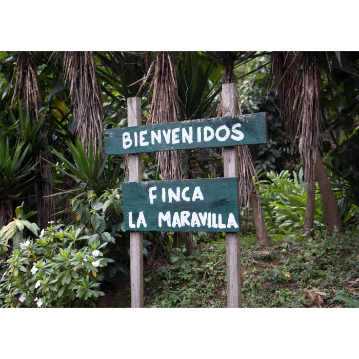 PIXEL Guatemala La Maravilla Mescal Bajo Washed waga 250