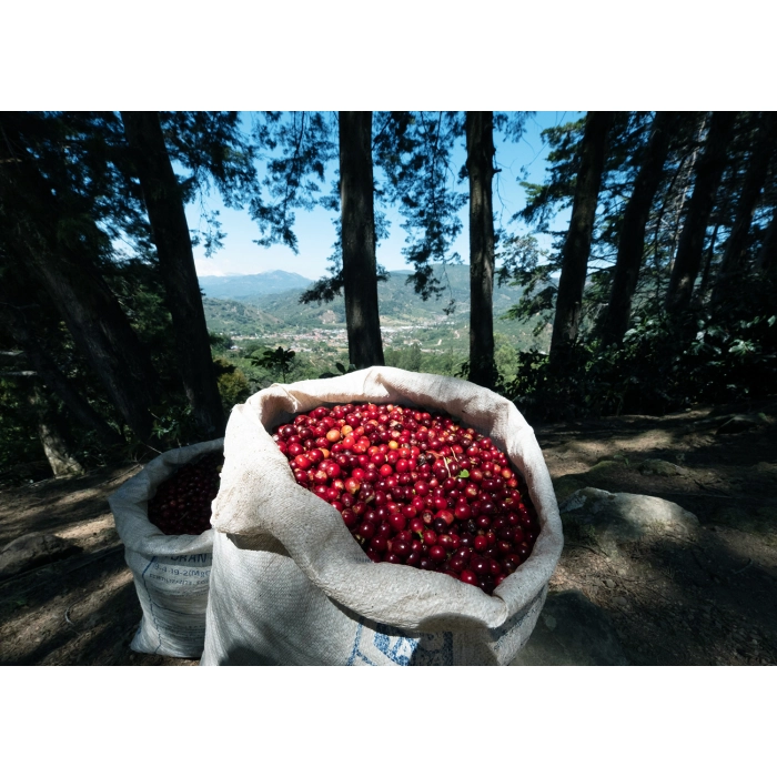 PIXEL Costa Rica Tarrazu Las Nubes Red Honey waga 250