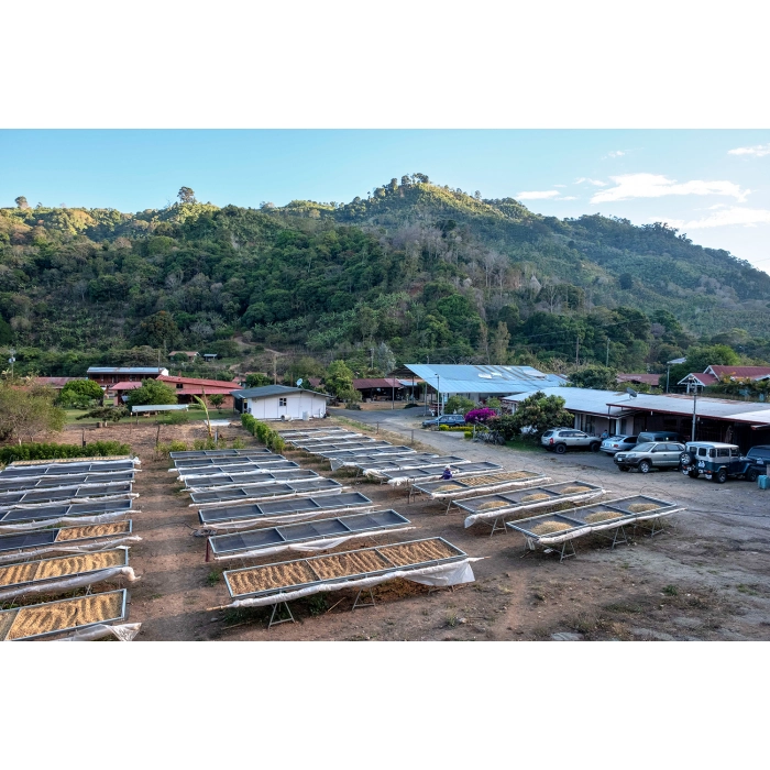 PIXEL Costa Rica Tarrazu Las Nubes Red Honey waga 250