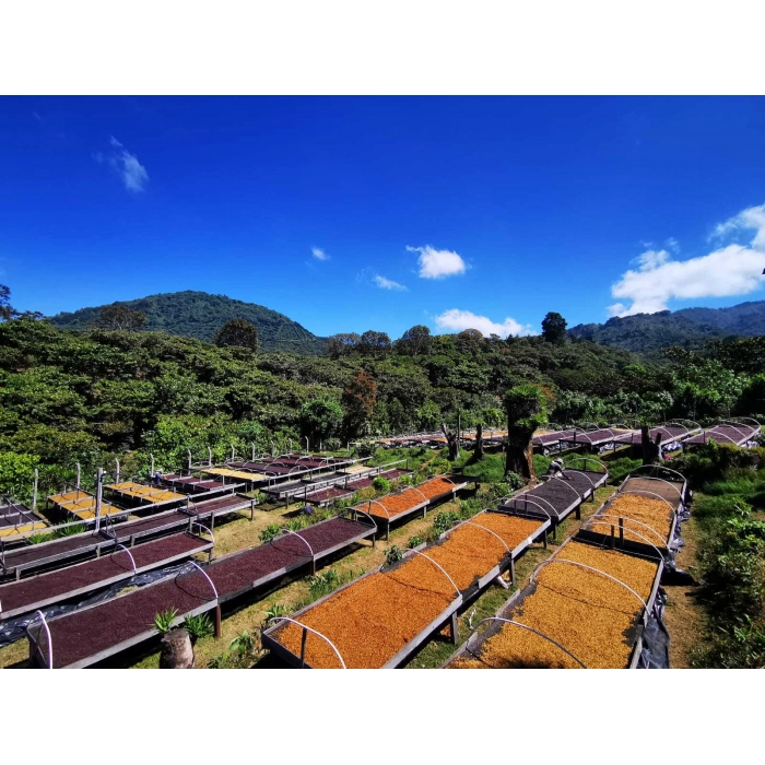 PIXEL Salvador Ahuacapan San Antonio Honey waga 250