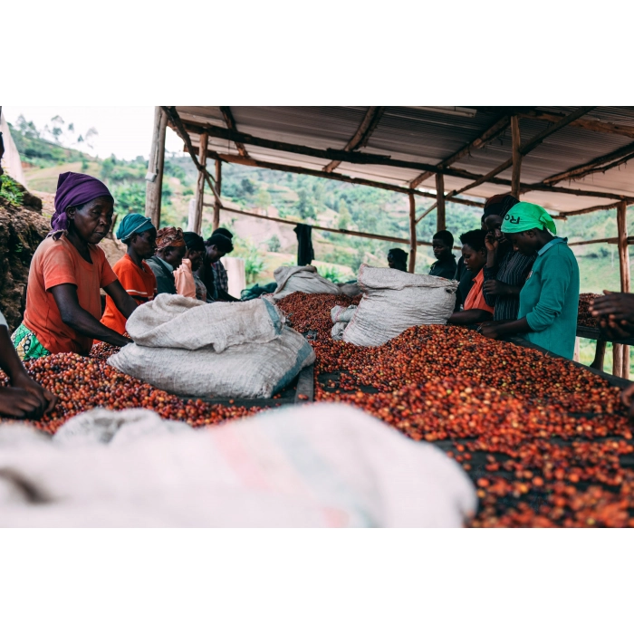 PIXEL Rwanda Nyamasheke Kilimbi Washing Station Honey kawa ziarnista waga 250
